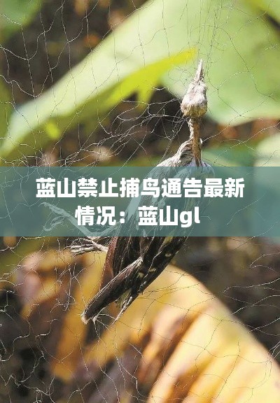 蓝山禁止捕鸟通告最新情况:蓝山gl