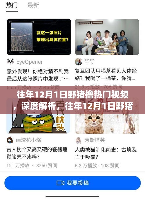 深度解析，野猪撸热门视频的影响与争议——历年12月1日的观察与探讨