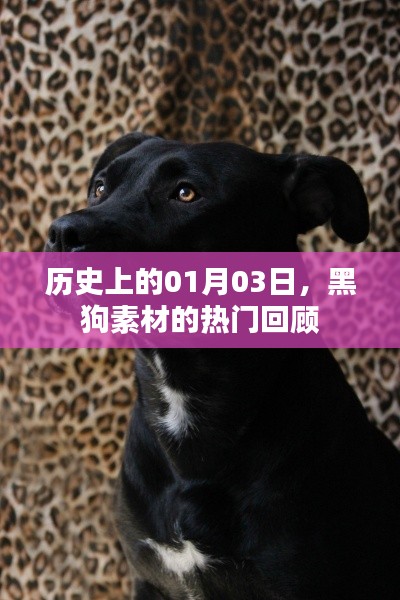历史上的今日，黑狗素材热门回顾