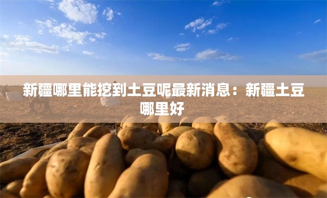 新疆哪里能挖到土豆呢最新消息：新疆土豆哪里好 
