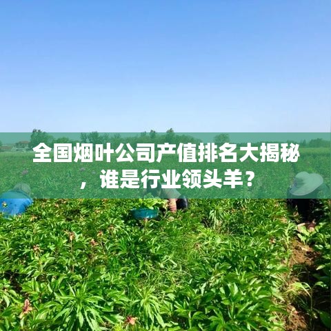 全国烟叶公司产值排名大揭秘，谁是行业领头羊？