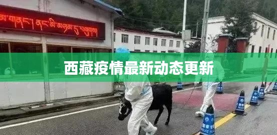西藏疫情最新动态更新