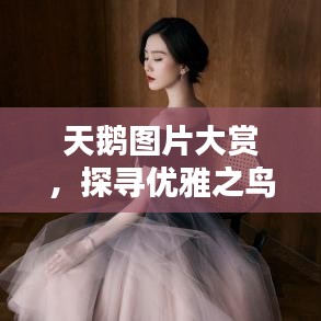 天鹅图片大赏，探寻优雅之鸟的百度世界探索