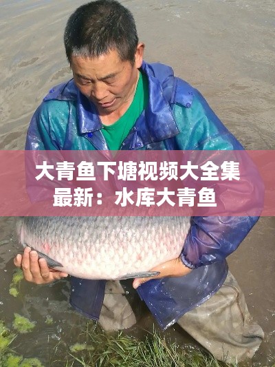 大青鱼下塘视频大全集最新：水库大青鱼 