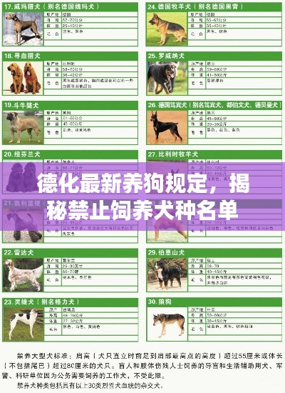 德化最新养狗规定，揭秘禁止饲养犬种名单