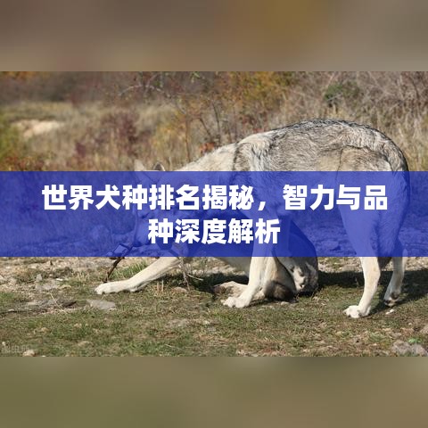 世界犬种排名揭秘，智力与品种深度解析