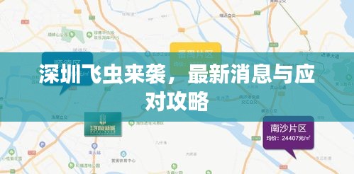深圳飞虫来袭，最新消息与应对攻略