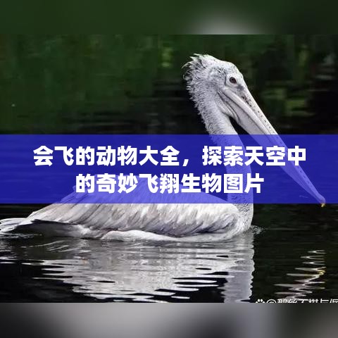 会飞的动物大全，探索天空中的奇妙飞翔生物图片