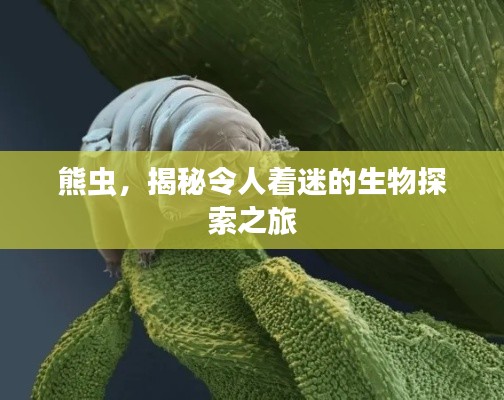 熊虫，揭秘令人着迷的生物探索之旅