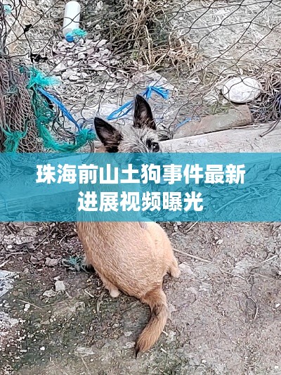 珠海前山土狗事件最新进展视频曝光