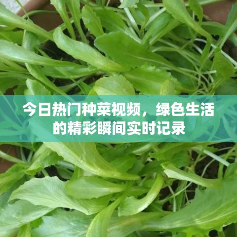 今日热门种菜视频，绿色生活的精彩瞬间实时记录