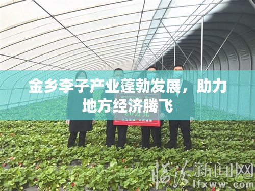 金乡李子产业蓬勃发展，助力地方经济腾飞