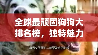 全球最顽固狗狗大排名榜，独特魅力，令人惊叹！