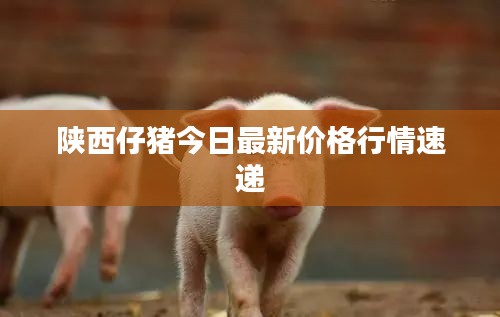 陕西仔猪今日最新价格行情速递