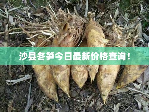 沙县冬笋今日最新价格查询！