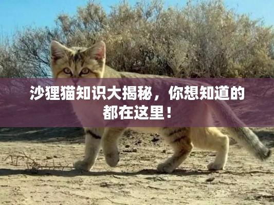 沙狸猫知识大揭秘，你想知道的都在这里！