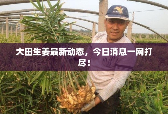 大田生姜最新动态，今日消息一网打尽！