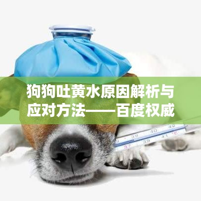 狗狗吐黄水原因解析与应对方法——百度权威指南