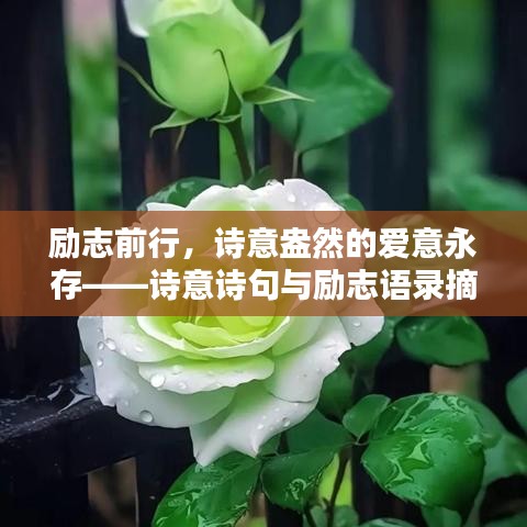 励志前行，诗意盎然的爱意永存——诗意诗句与励志语录摘抄