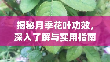 揭秘月季花叶功效，深入了解与实用指南