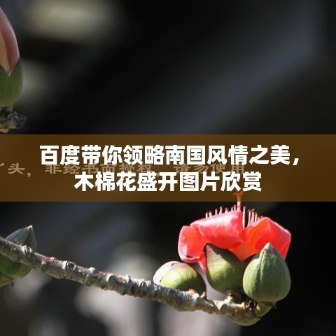 百度带你领略南国风情之美，木棉花盛开图片欣赏