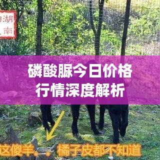 仙姿佚貌